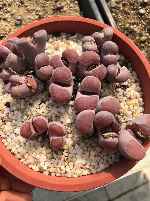 多肉植物 生石花 紫李夫人