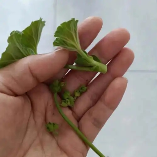 继续摘心摘花苞天竺葵养苗