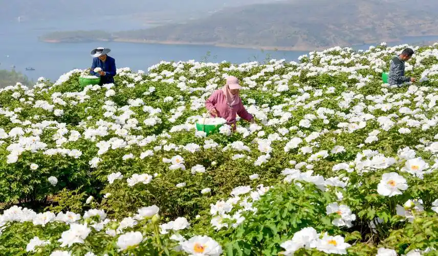 4月10日,在河南省洛阳市新安县仓头镇郭庄村牡丹种植基地,花农忙着