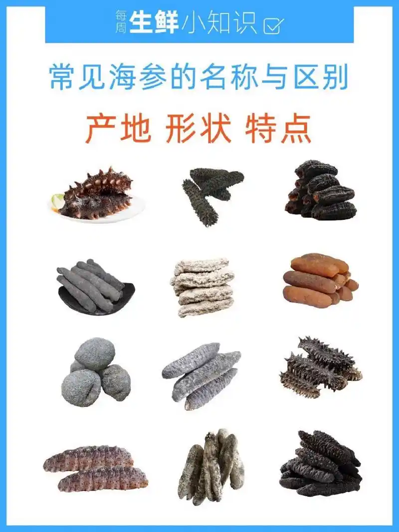 常见海参的名称与口感  95989596海参是一个在地球上生存了六