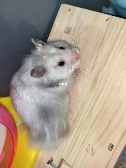 这毛当扫把03完美长毛纯银金丝熊