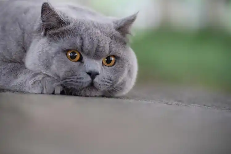 英短 蓝猫 纯蓝色 英国短毛猫 沐米猫舍 适合当种猫