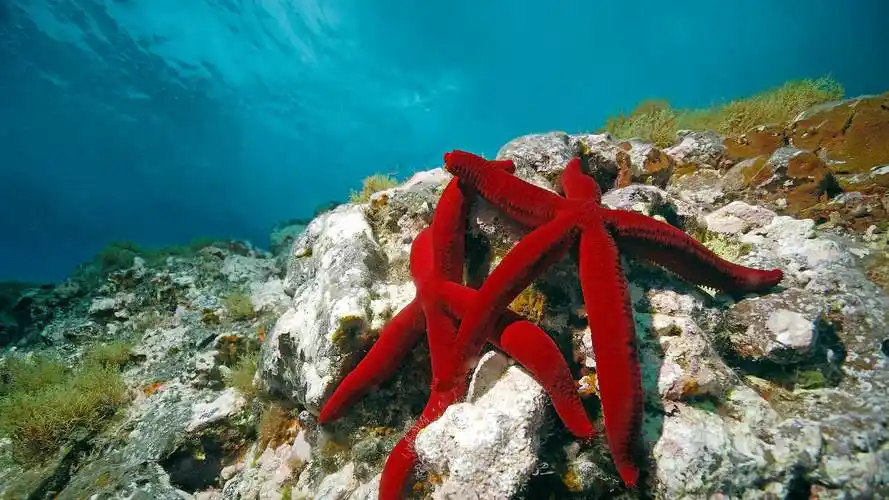 微软壁纸探索世界0414-红海星(red sea star)