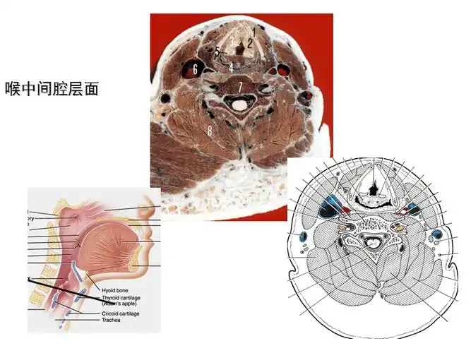 局部解剖学课件颈部断层