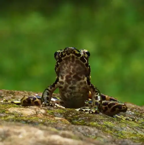 云南臭蛙词条图册_百度百科