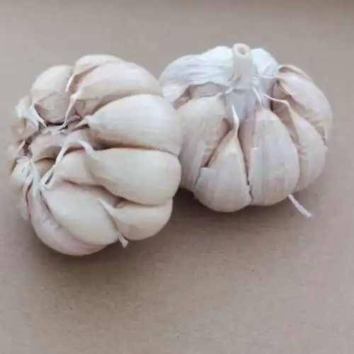 山东紫白皮大蒜10斤干蒜新大蒜头现货独头多瓣蒜鲜蒜干蒜头种子蒜