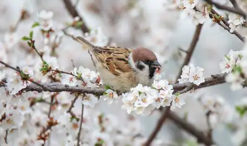 2020年的春天—麻雀