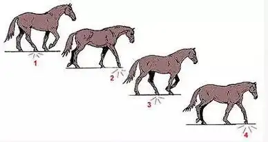 马不停蹄如何运步