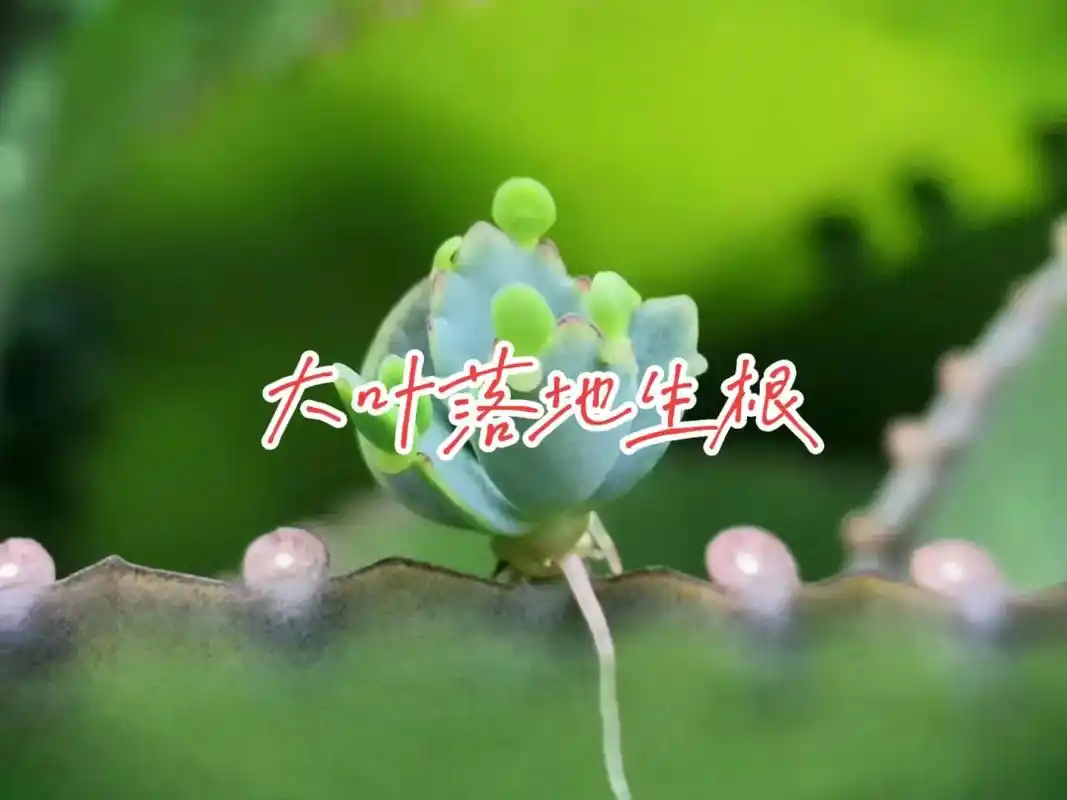 大叶落地生根(kalanchoe daigremontian - 抖音