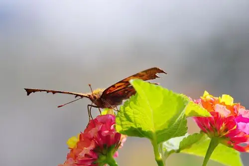 【图片13】花蝴蝶===--蜂鸟论坛照片套图