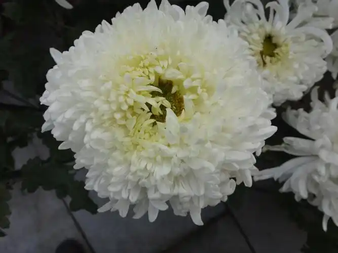 悼念-哀思无尽 安葬