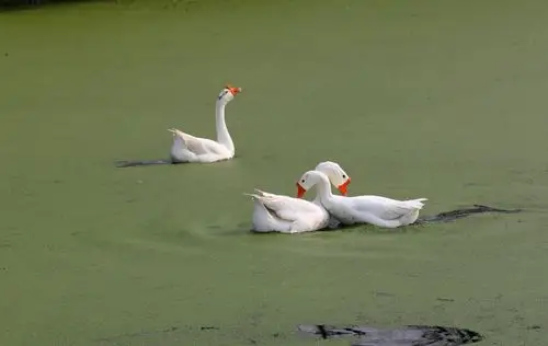 白鹅戏水之一一鹅之恋