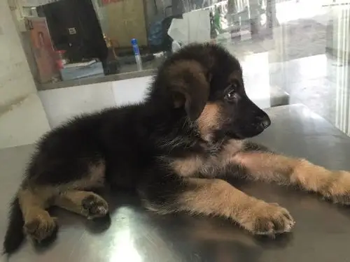 请问这个是德牧串吗?快两个月的狗狗.有没有被骗啊!