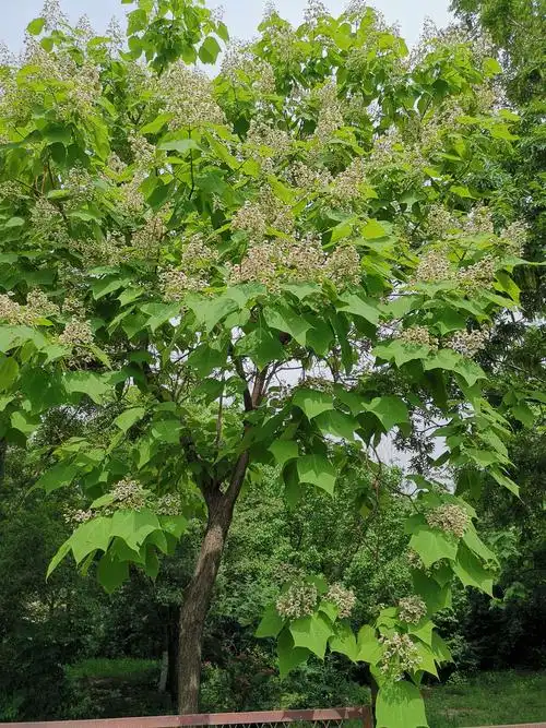 我一直以为这是中国梧桐,原来是