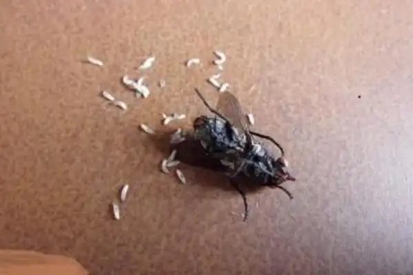 如何找到家里的苍蝇卵苍蝇会在什么地方产卵