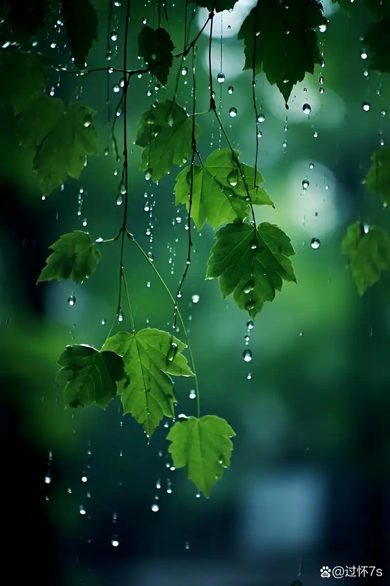 绿叶在雨中招展,仿佛在诉说着生命的力量和希望.