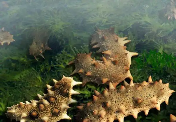 鲜活海参不及时处理,6小时之后就不见了