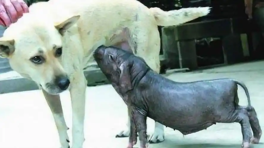 猪吃狗奶,这就是传说中的:有奶就是娘?