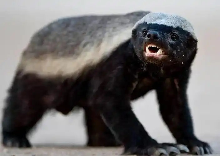 作为胆大妄为,不服就干,无所畏惧的"平头哥"蜜獾,它的名号早已响彻