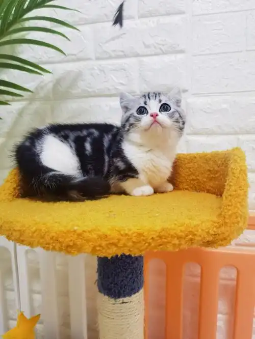 矮脚起司矮脚虎斑