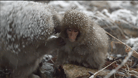 pbsgif可爱的gif动物gif自然gif猴子gifsnowmonkeysgif