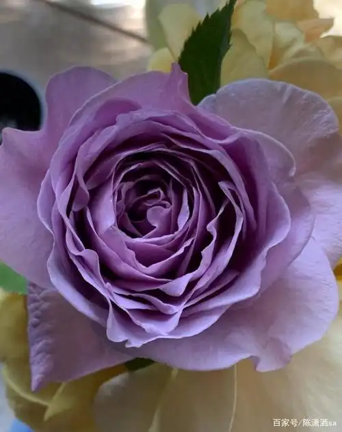 「蓝紫色月季汇总-热门篇」极具诱惑的蓝色系月季,美就完事了