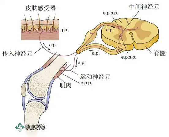 疼痛解剖学脊髓反射弧