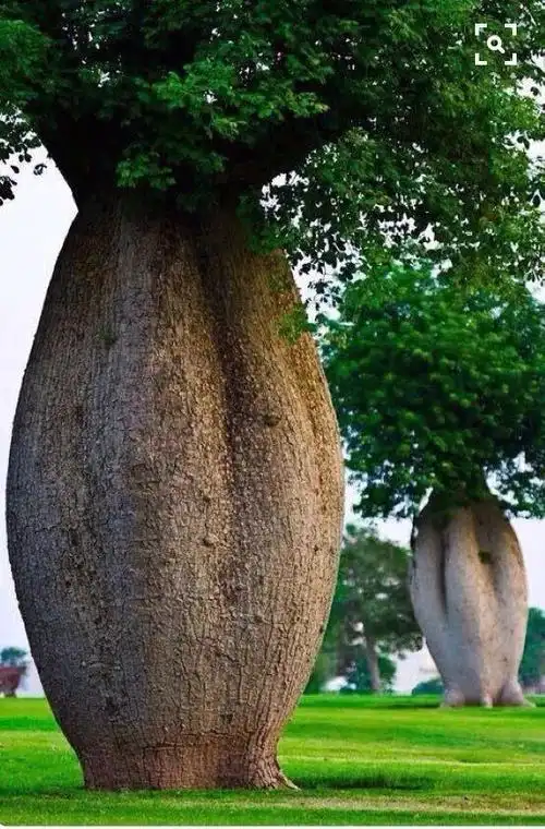 各种各样奇怪的树都给你找齐了你见过吗