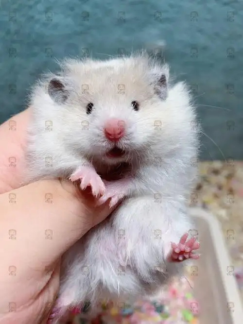 芊芊小宠仓鼠金丝熊长毛黑黄波利弟弟活体包邮包活一熊一链接