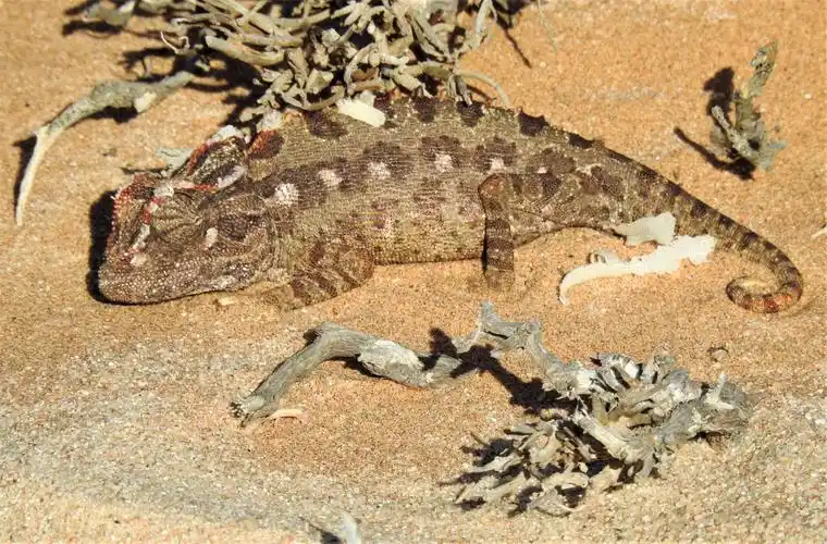 纳米比亚之行 - 沙漠篇