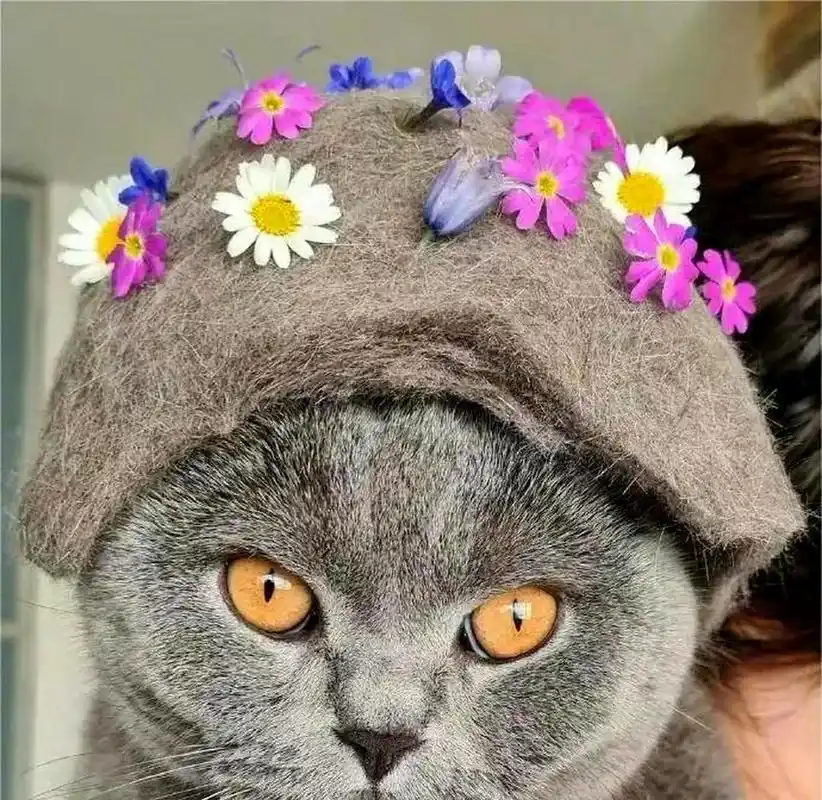 让我们一起欣赏猫咪戴帽子的可爱模样吧!