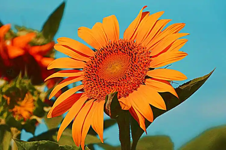 多彩向日葵图片第6张