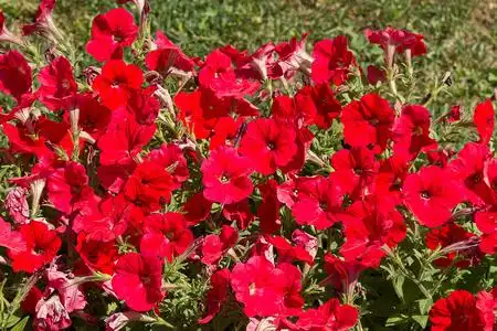 红色牵牛花红色牵牛花照片