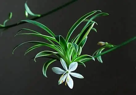 金边吊兰:特殊的外形构成了独特的悬挂景观和立体美感