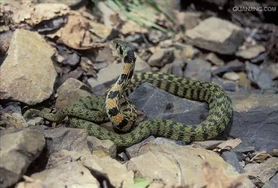 i>rhabdophis tigrinus /i>)俗名野鸡脖子,竹竿青等