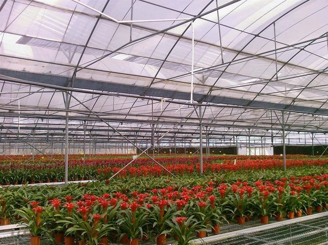 它是在八月中旬种植到大棚 50cm * 40cm的行,蔬菜花比较大,施肥的总