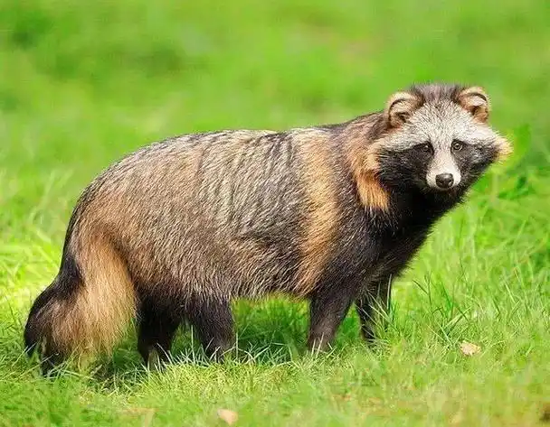 知道"一丘之貉"中的貉是啥动物吗?它是唯一会冬眠和爬树的犬类