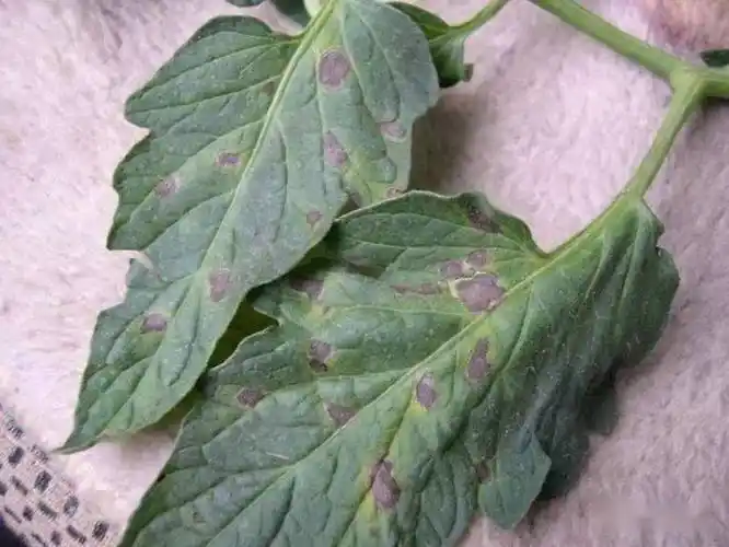 快速区分西红柿晚疫病与早疫病