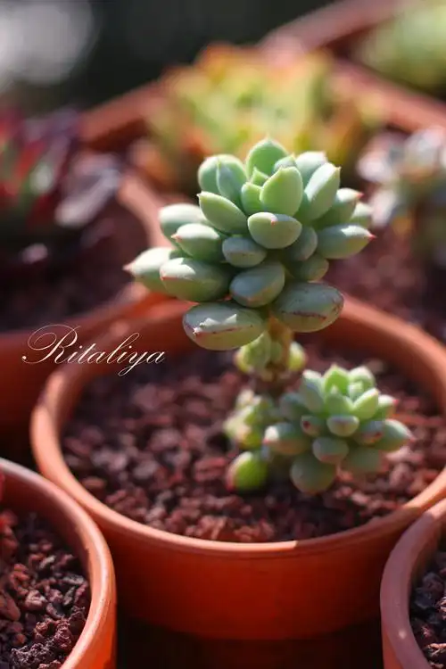 {.砂糖.}本来是小小一颗,后来慢慢长高,长宝宝~多肉植物肉肉盆栽