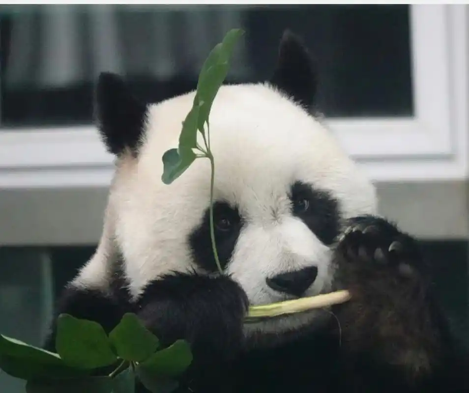 大熊猫妙音#  妙音的脸也好圆啊!  好可爱好美啊!