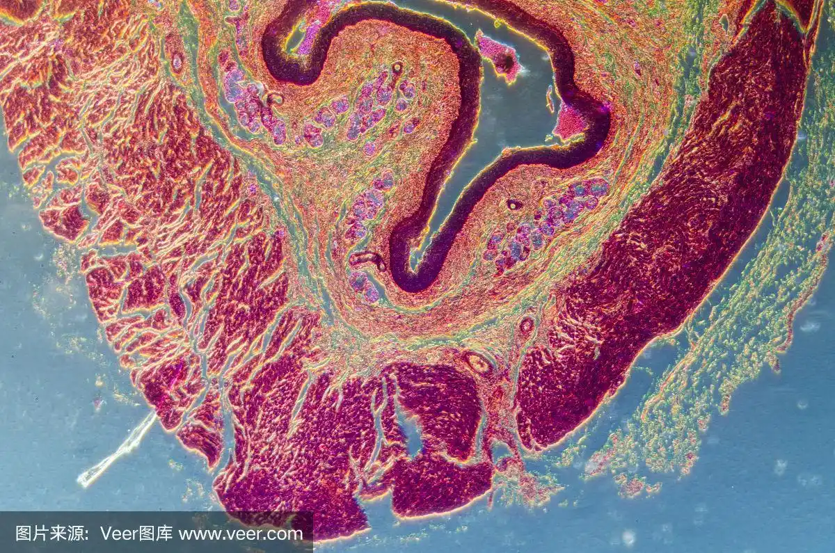 复层鳞状上皮,肛门周围的,棘层,基底层,细胞粘附