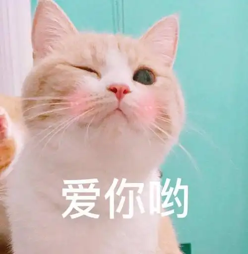 网红猫搞笑表情包(承包你的表情包)