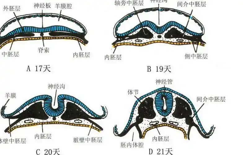 在三个胚层中,中胚层发育成的结构比较多.