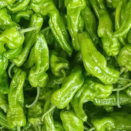 商丘产地大量供应精品泡椒薄皮301