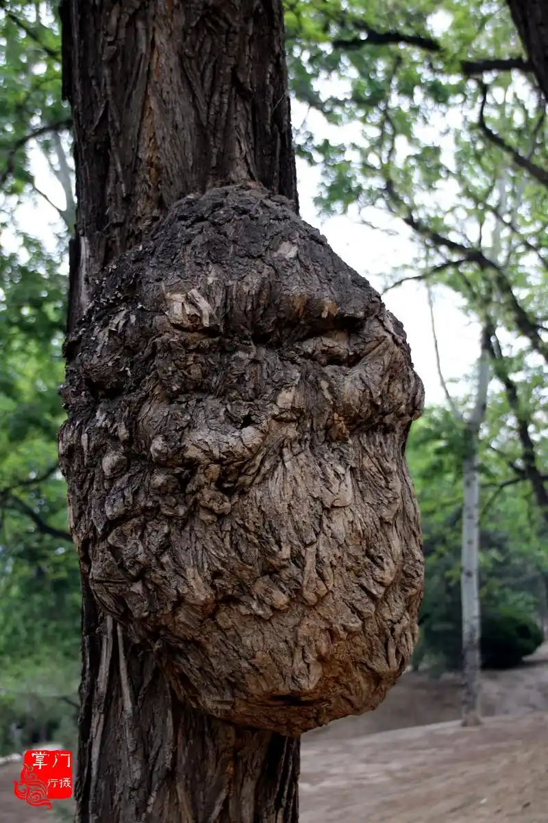 树疙瘩