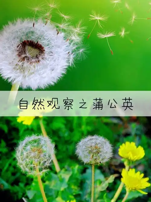 自然观察|春日舞者|美好的蒲公英