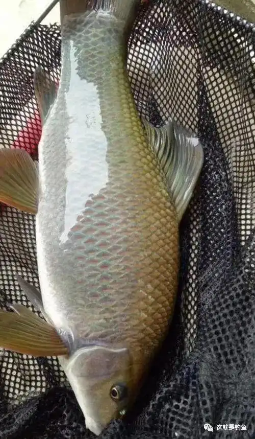 鳞片散发着金属光泽的鱼华鲮