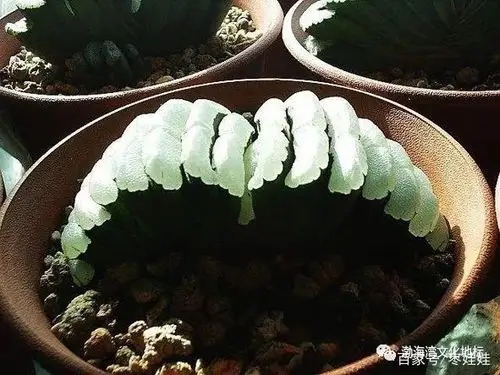 如果你也喜欢上了"肉肉"——植物中的"沙漠骆驼"(下篇)
