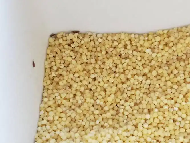 米面有这种虫子怎么除?