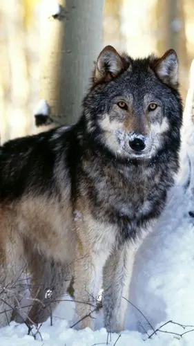 血性霸气十足的狼